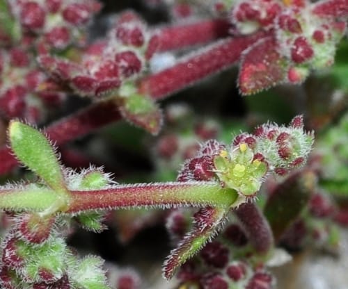 Herniaria scabrida — photo