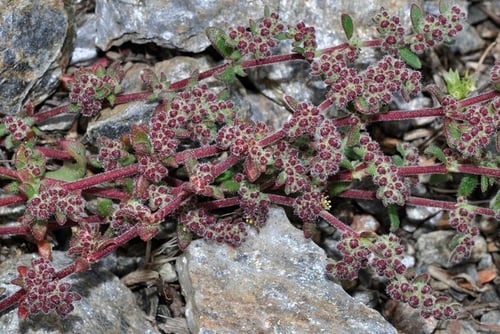 Herniaria scabrida