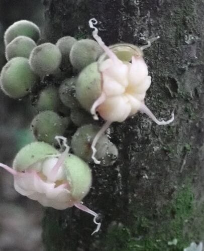 Herrania albiflora (Whiteflower herrania) — photo