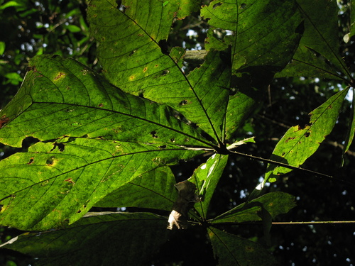Herrania albiflora