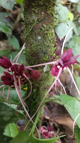 Herrania balaensis (Velvetyflower herrania) — photo