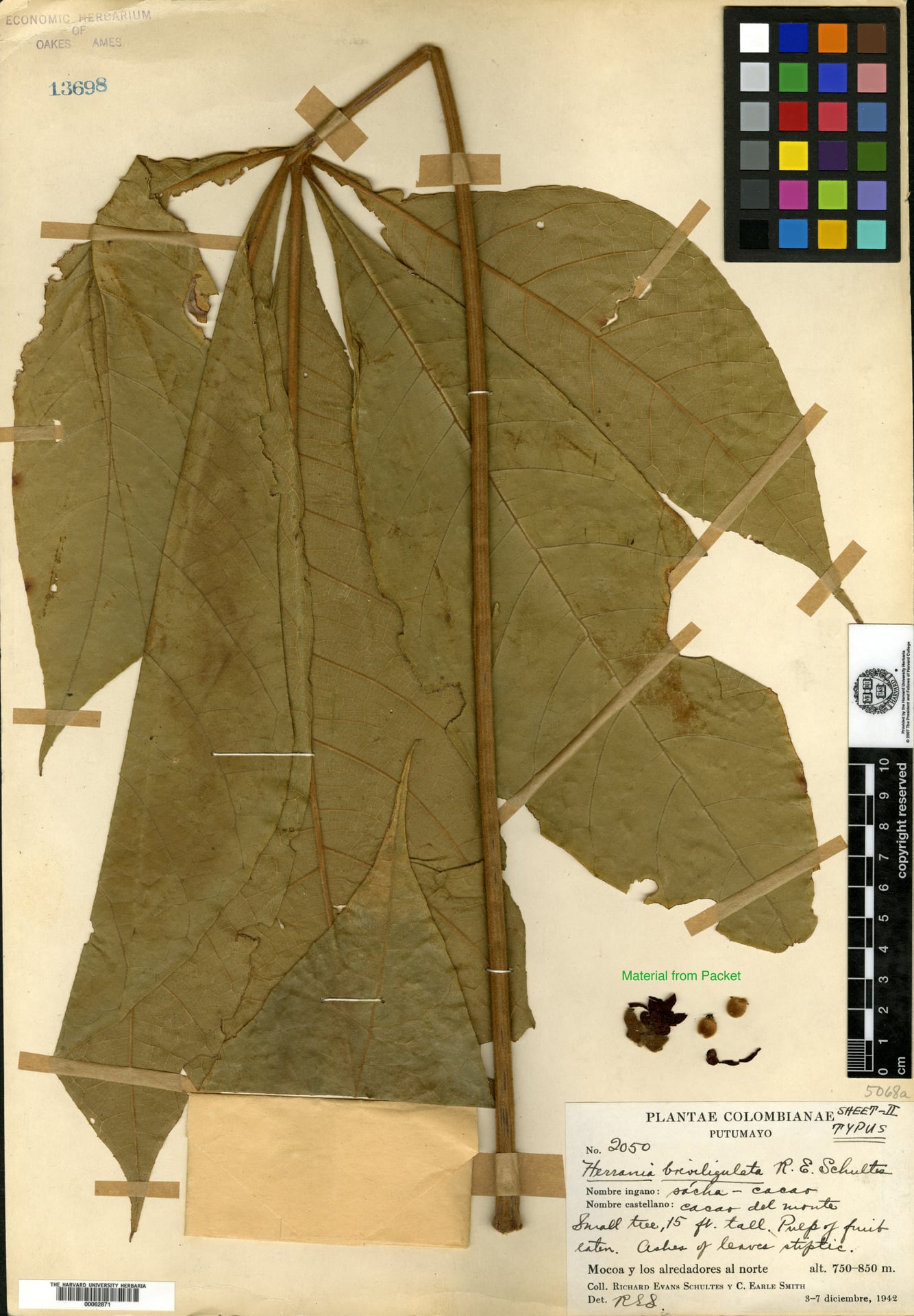 Herrania breviligulata (Shortligule herrania) — photo