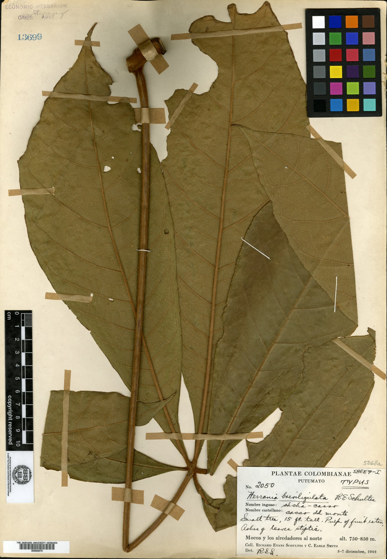 Herrania breviligulata