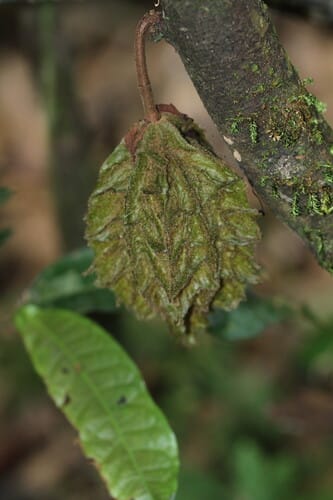 Herrania camargoana — photo