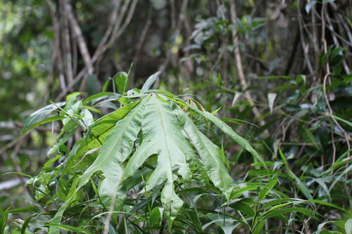 Herrania camargoana