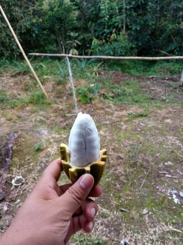 Herrania cuatrecasana (Cuatrecasas herrania) — photo