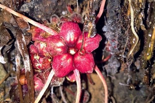 Herrania cuatrecasana