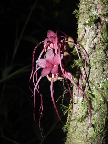 Herrania kanukuensis (Wild cocoa) — photo