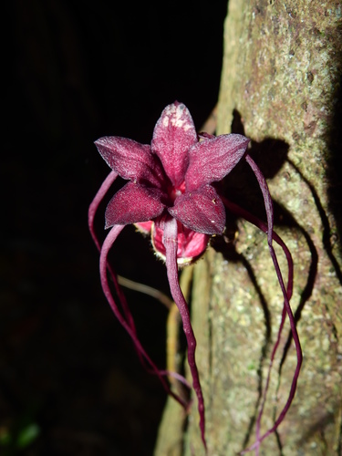 Herrania kanukuensis