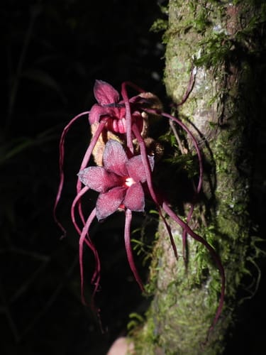 Herrania kanukuensis (Wild cocoa) — photo