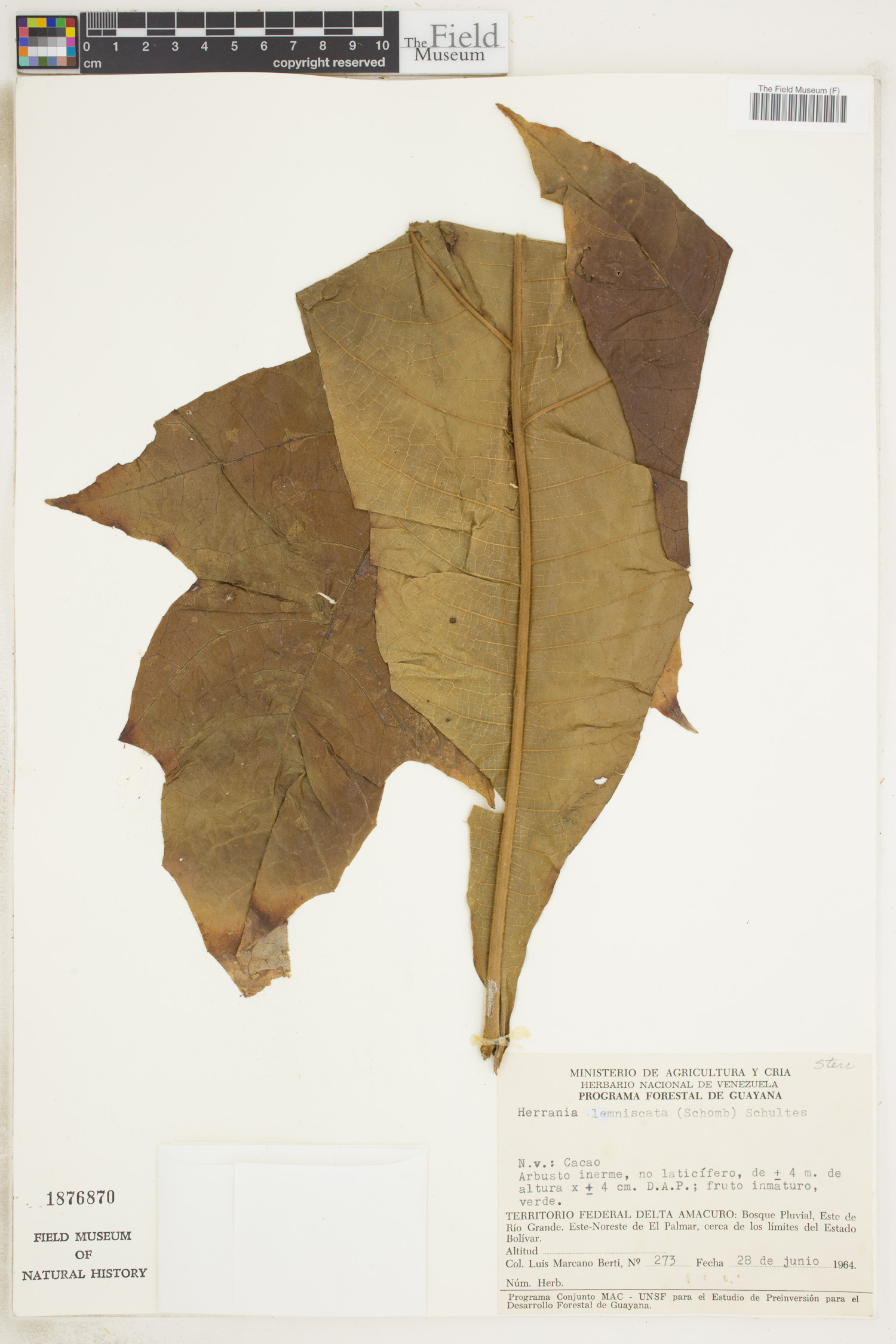 Herrania lemniscata