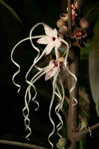 Herrania nitida (Glossy herrania) — photo
