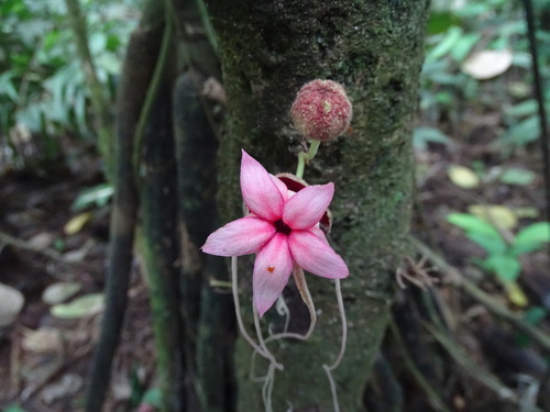 Herrania nitida
