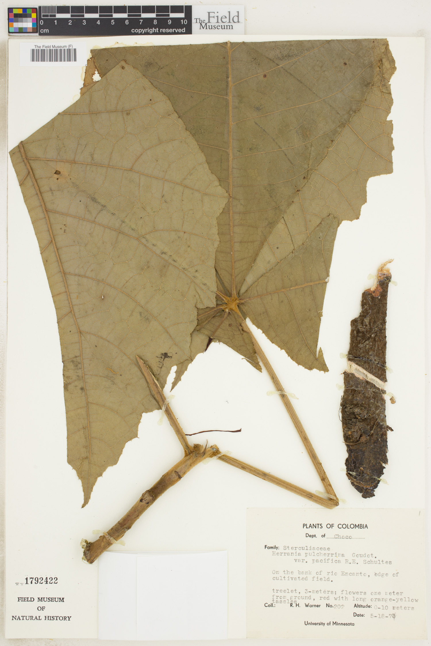 Herrania pulcherrima (Chocolatillo) — photo