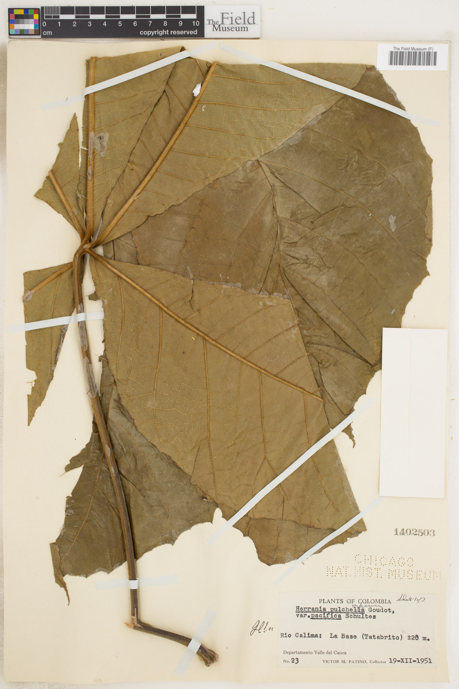 Herrania pulcherrima (Chocolatillo) — photo