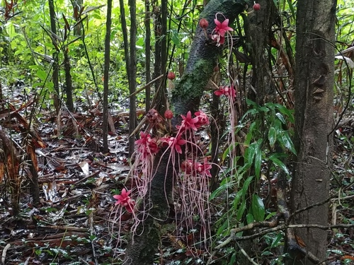 Herrania pulcherrima