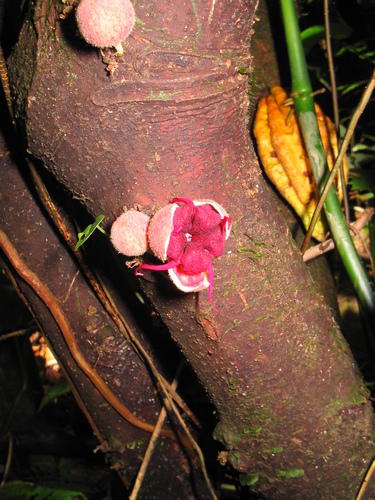 Herrania purpurea (Purple herrania) — photo