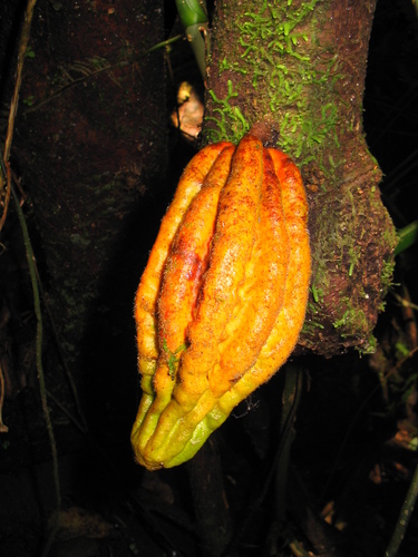 Herrania purpurea