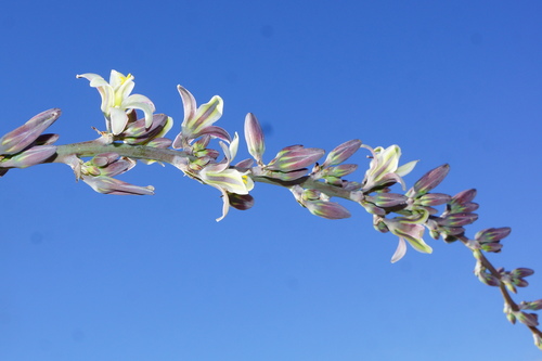 Hesperaloe funifera (Giant hesperaloe) — photo