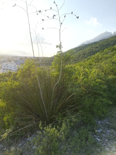 Hesperaloe funifera (Giant hesperaloe) — photo