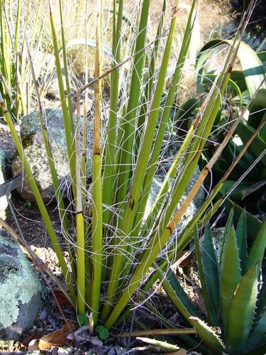 Hesperaloe funifera