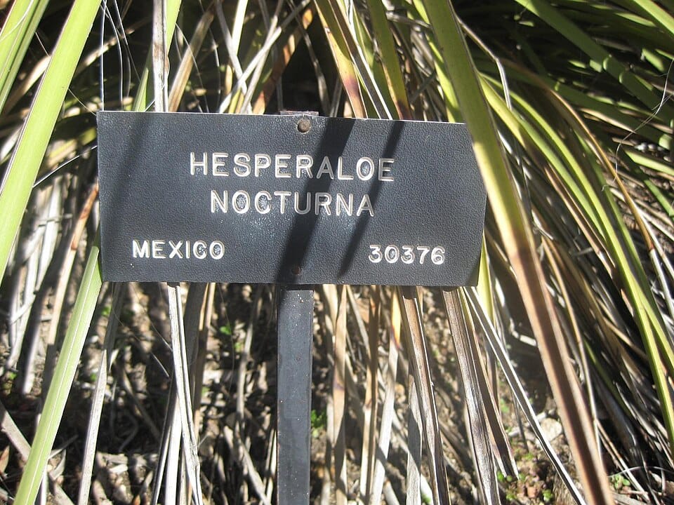 Hesperaloe nocturna (Night-blooming hesperaloe) — photo