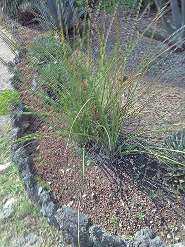 Hesperaloe nocturna