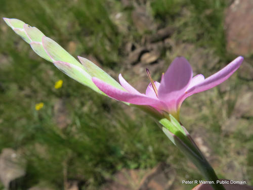 Hesperantha baurii — photo
