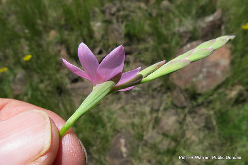 Hesperantha baurii