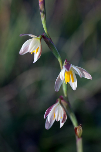 Hesperantha radiata