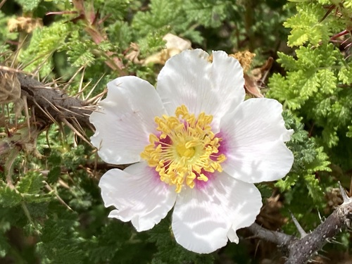 Hesperhodos minutifolia (Small leaf rose) — photo