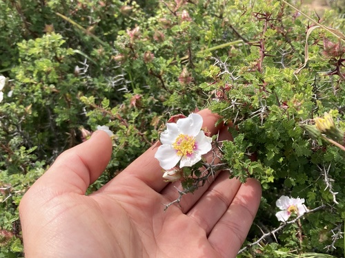 Hesperhodos minutifolia (Small leaf rose) — photo
