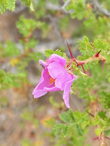 Hesperhodos minutifolia
