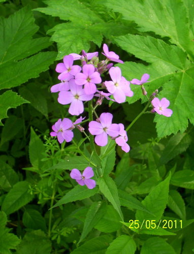 Hesperis matronalis (Damask-violet) — photo