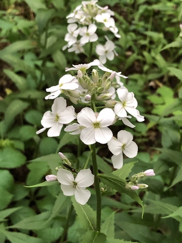 Hesperis matronalis (Damask-violet) — photo