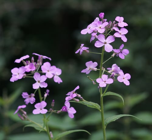 Hesperis matronalis