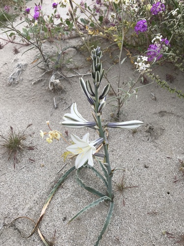 Hesperocallis undulata (Desert Lily) — photo