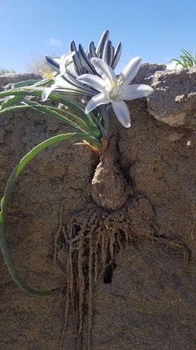 Hesperocallis undulata (Desert Lily) — photo