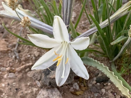 Hesperocallis undulata
