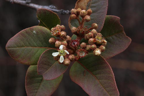 Hesperomeles ferruginea (Quique) — photo