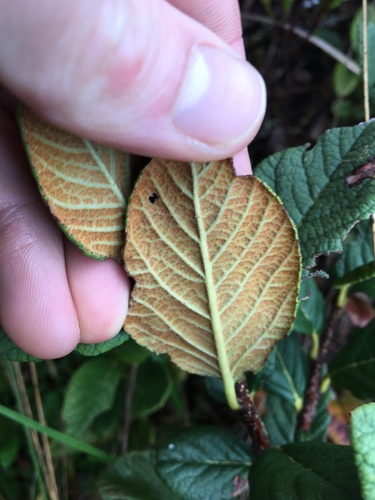 Hesperomeles ferruginea (Quique) — photo