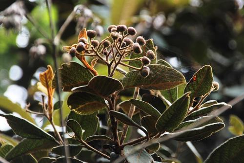 Hesperomeles ferruginea