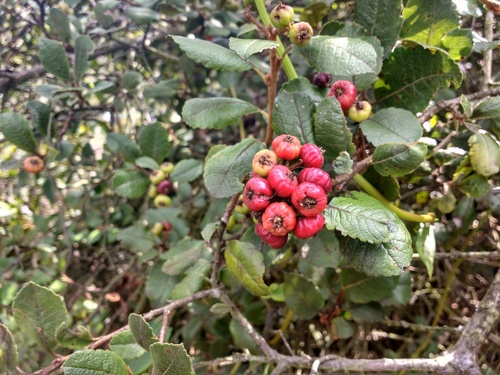 Hesperomeles goudotiana (Goudot hesperomeles) — photo