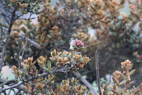 Hesperomeles goudotiana (Goudot hesperomeles) — photo