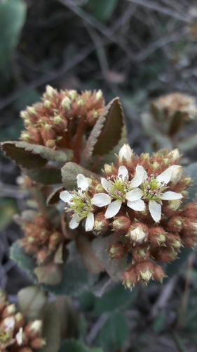 Hesperomeles goudotiana