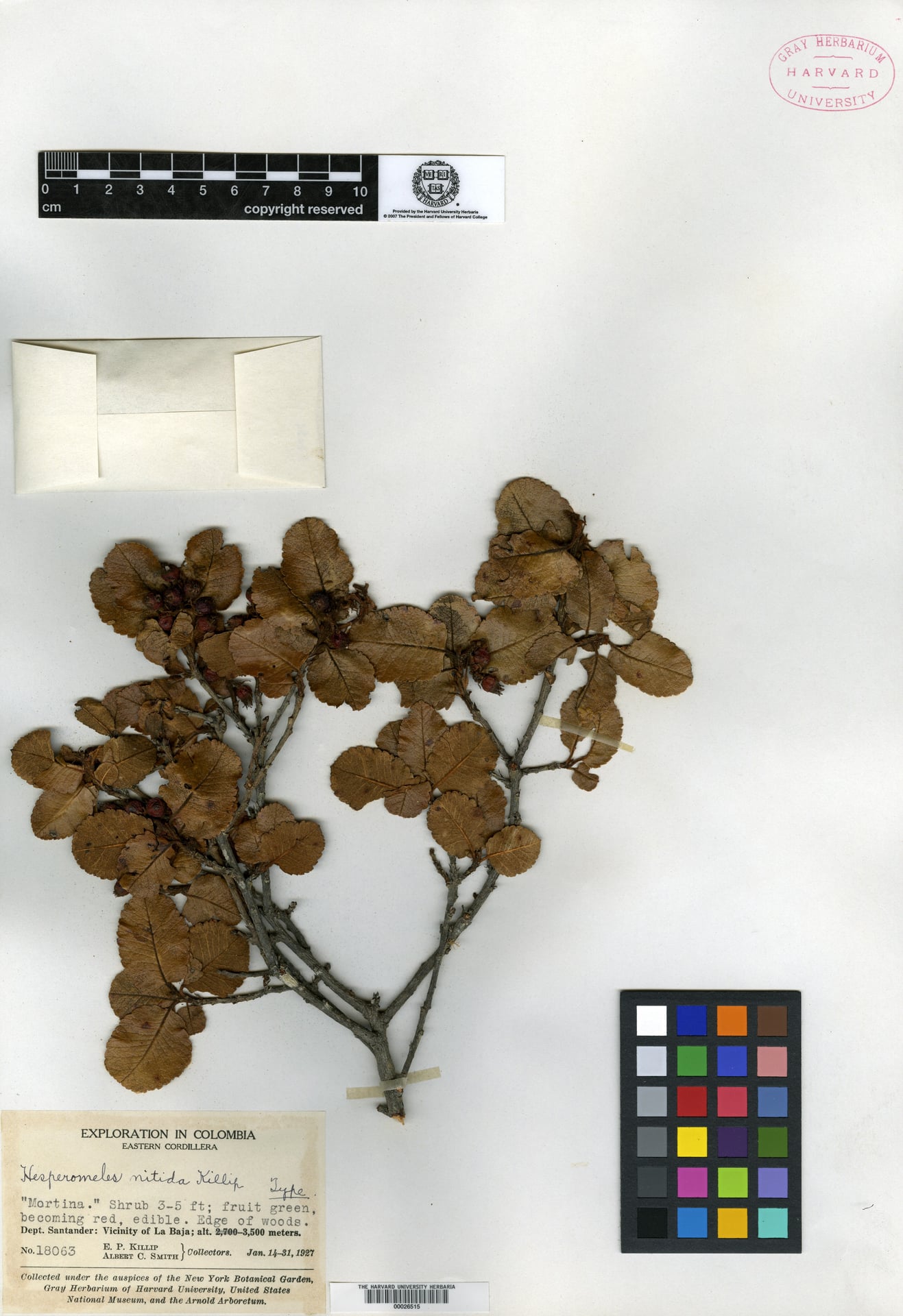 Hesperomeles nitida