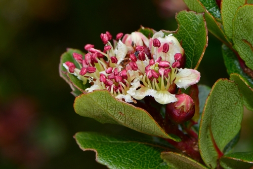 Hesperomeles obtusifolia (Quique) — photo
