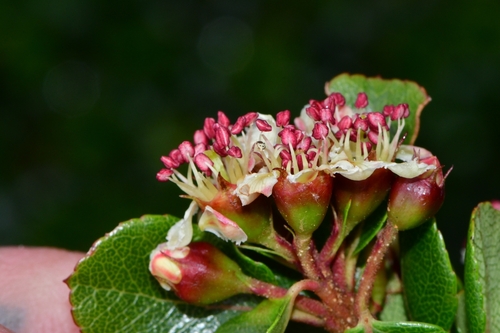 Hesperomeles obtusifolia (Quique) — photo