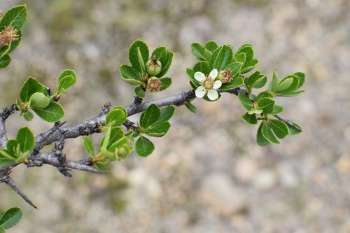 Hesperomeles obtusifolia var. microphylla (Quique) — photo