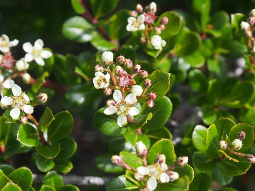 Hesperomeles obtusifolia var. microphylla (Quique) — photo